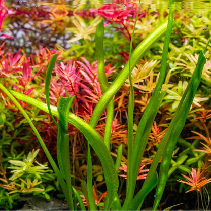 SubstrateSource Live Plant - Tall Grass, Red Jungle Vallisneria - Easy Care, Moderate to High Light, Reddish Green Accent, Freshwater Aquatic Plant for Aquascaping - Lead Bunch