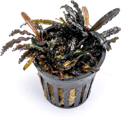 SubstrateSource Live Plants - Bucephalandra Catherine Red - Low Light, Dark Green to Red Accent for Foreground to Midground Freshwater Aquarium Aquascaping - Pot