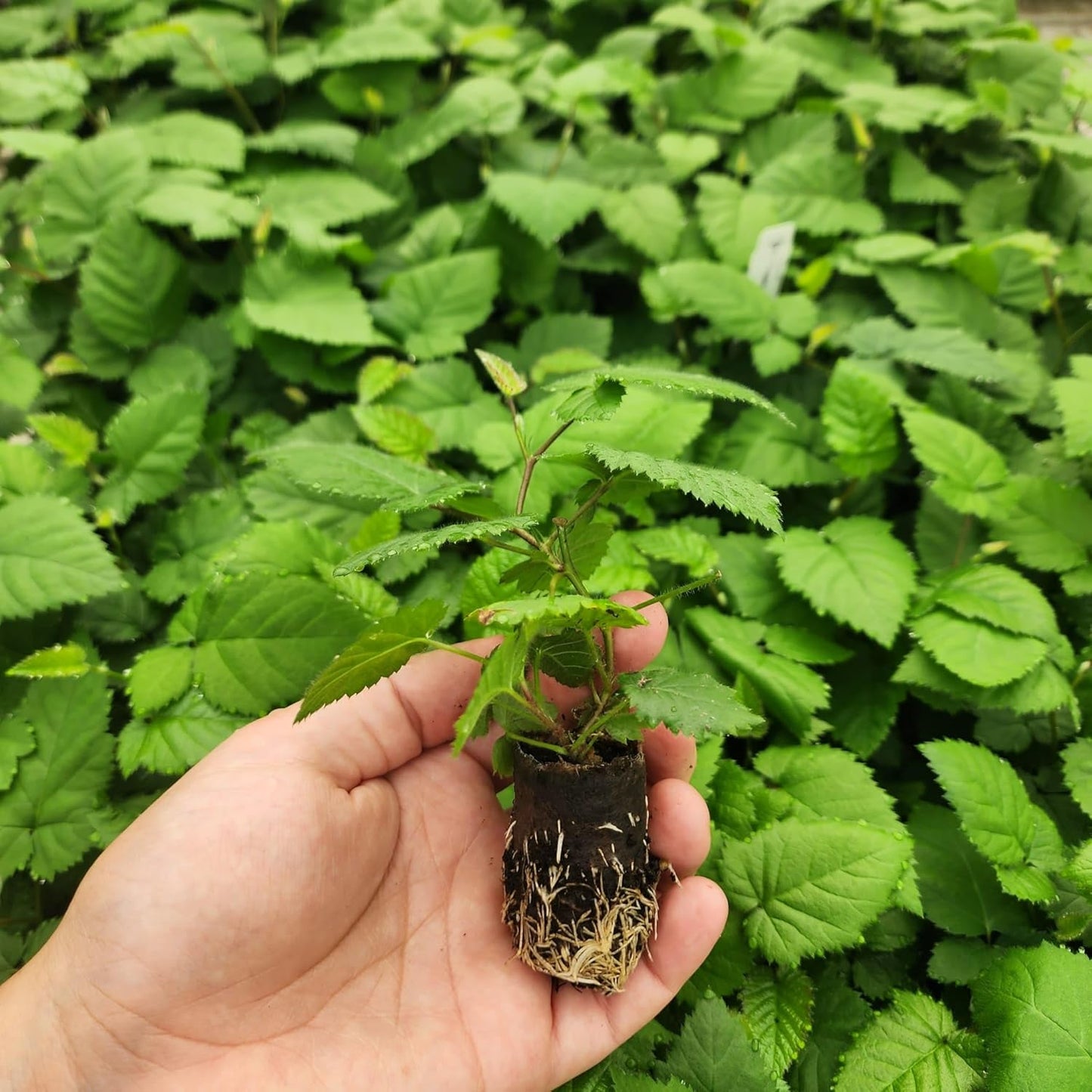 Blackberry Plant Collection (4 Pack) Live Fruit Plants for Planting | 4 Different Varieties for a Continuous Harvest | Thornless & Thorny Mix| Large, Sweet & Juicy Berries |Perfect for Organic Gardens