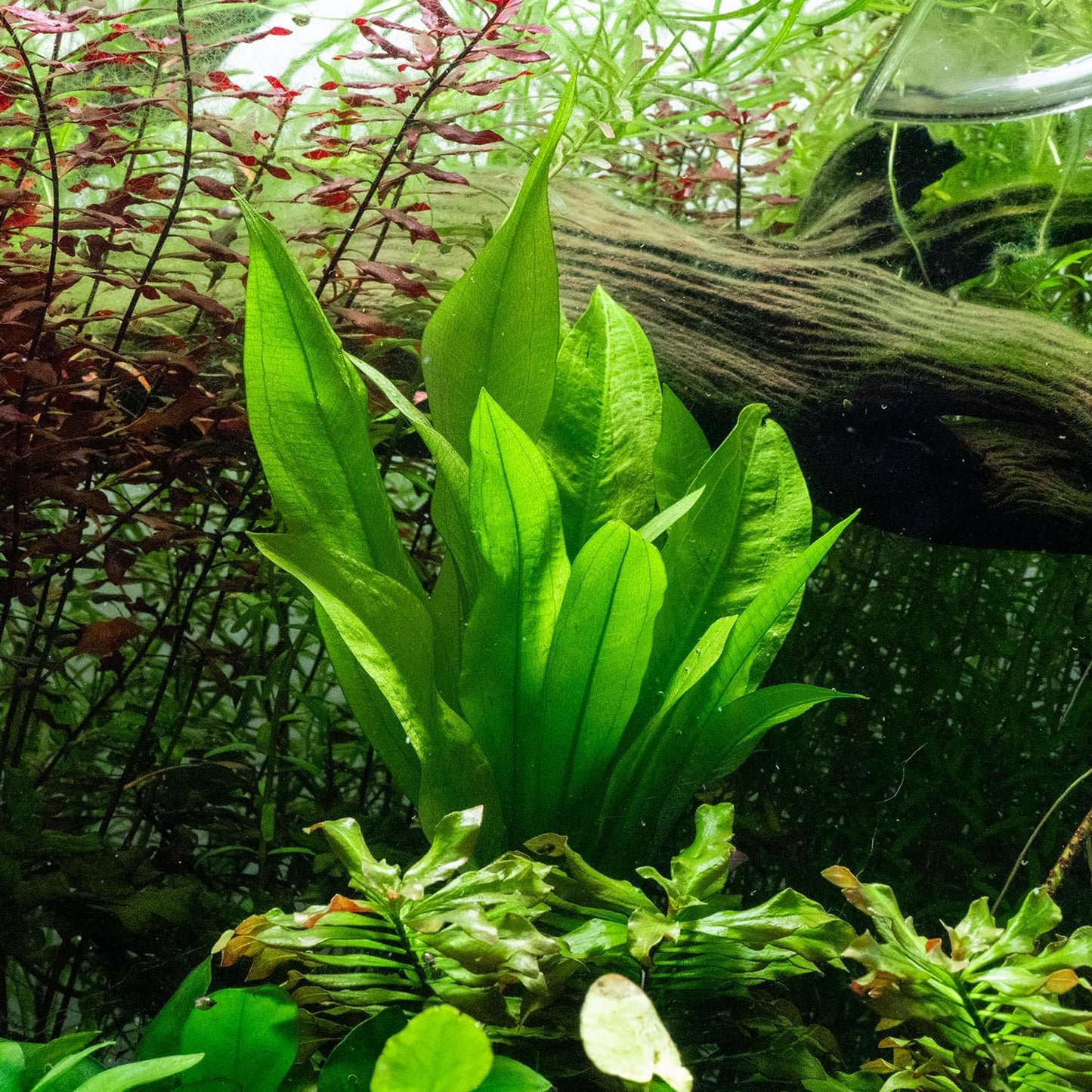 SubstrateSource Live Plant - Amazon Sword (Echinodorus Bleheri) - Beginner Friendly, Easy Care, Medium Light, Midground to Background Placement - Freshwater Aquarium Decoration - 1 Bunch (4-5 Plants)