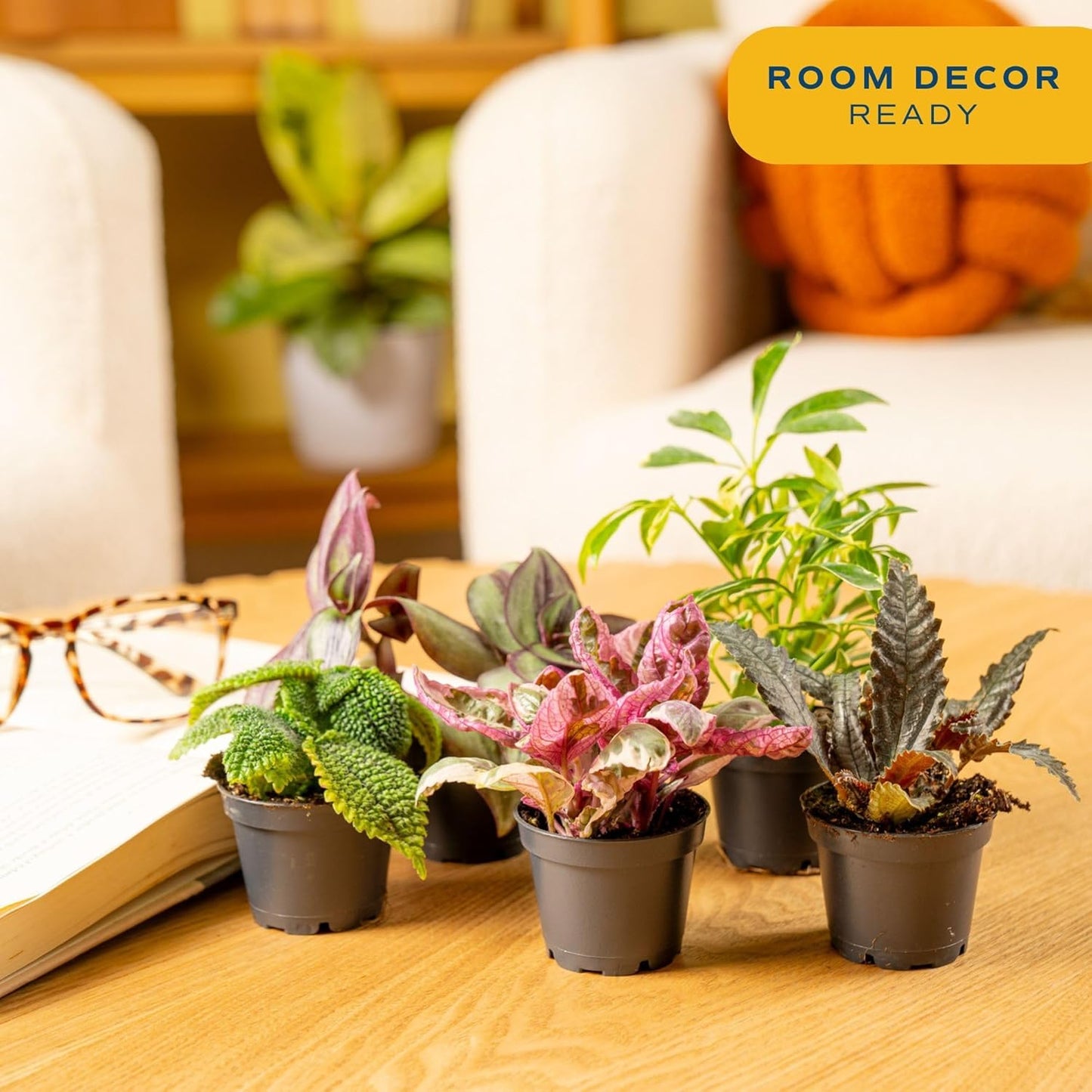 Costa Farms Live Mini Indoor Plants in Plastic Pots, Air Purifying Houseplants, Assorted Varieties, Home, Room, or Office Decor, House Warming or Birthday Gift, 4-6 Inches Tall, Pack of 20