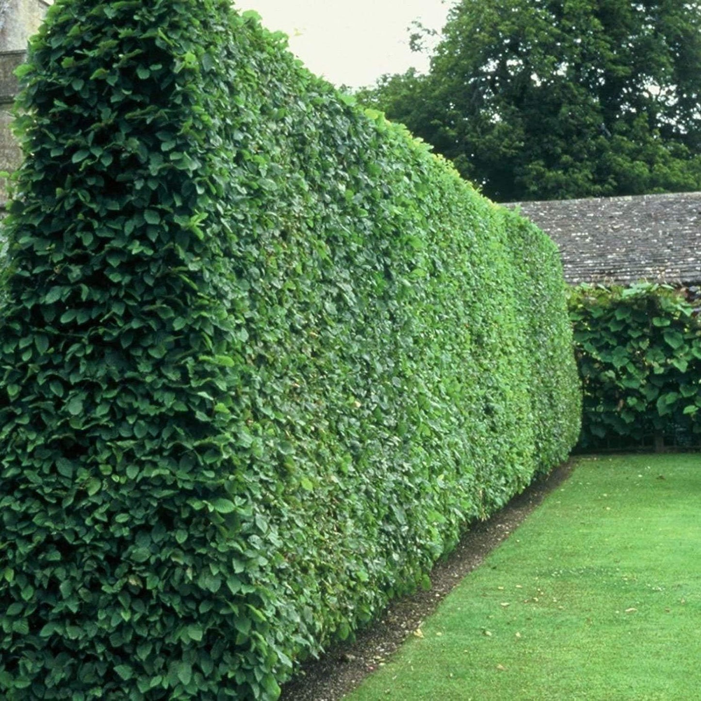 Curled Leaf Privet | 10 Live Quart Size Plants | Ligustrum Japonicum Recurvifolium, Evergreen Flowering Privacy Hedge, Ornamental Shrub for Lush Landscapes