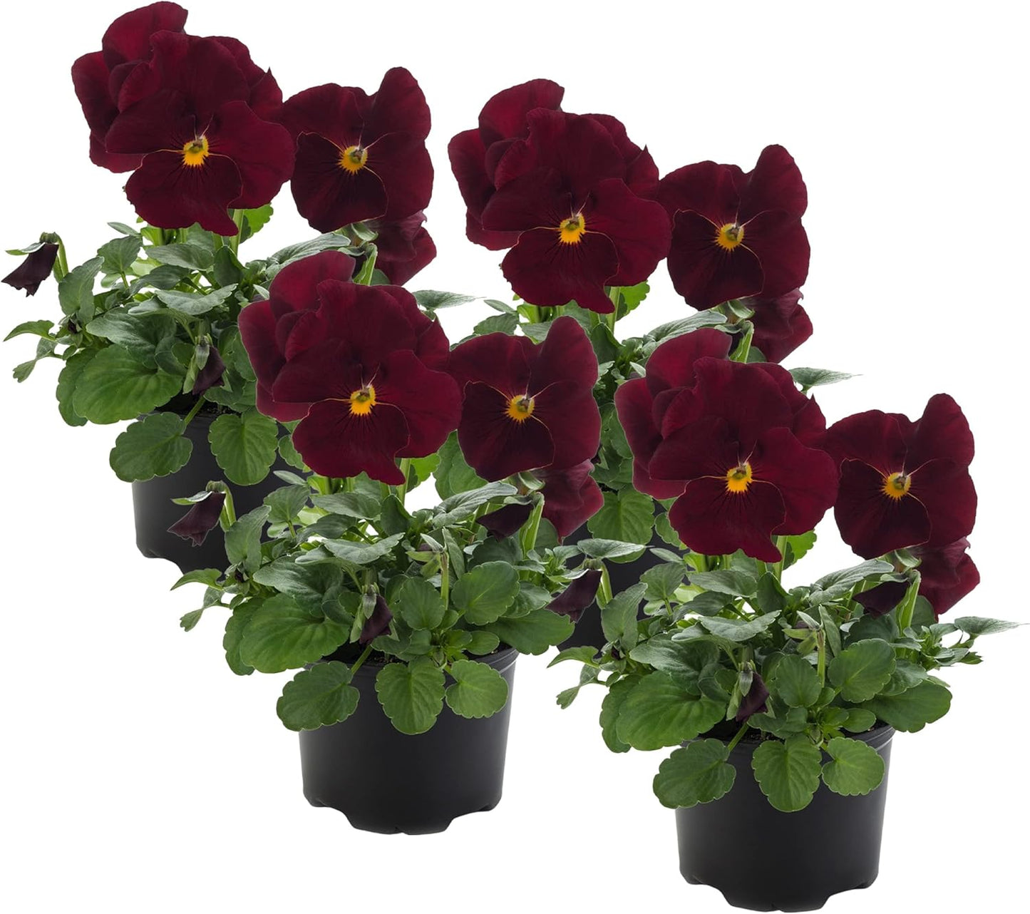 Live Healthy Flowering Pansies - Red Blotch (4 Plants Per Pack), Beautiful Fall Color, 6" Tall by 4" Wide in 1 Pint Square Pot