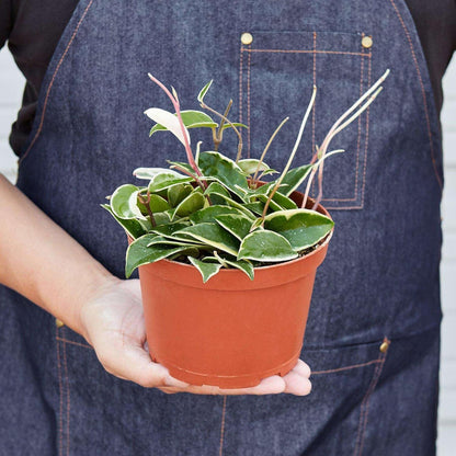 Hoya Carnosa 'Tricolor' Live Plant for Indoor | Different Houseplants in 3'' Pot | Real House Plant for Living Room, Office, Desk & Bathroom | Porcelain Flower | Wax Plant | Honey