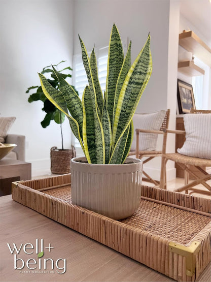 Nature's Way Farms, Sansevieria laurentii, Snake Plant, Live Houseplant, Easy Care, Air-Purifying (8-15 in. Tall) in Grower Pot