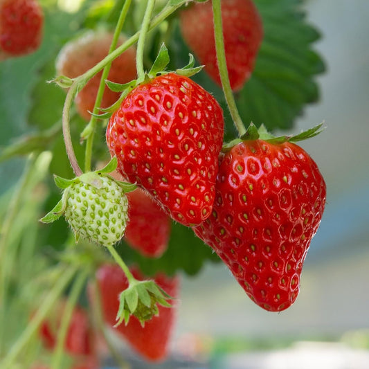 Earliglow Strawberry Plants from Hand Picked Nursery - Easy to Grow June Bearing Variety - Bare Root Strawberry Plants (10)