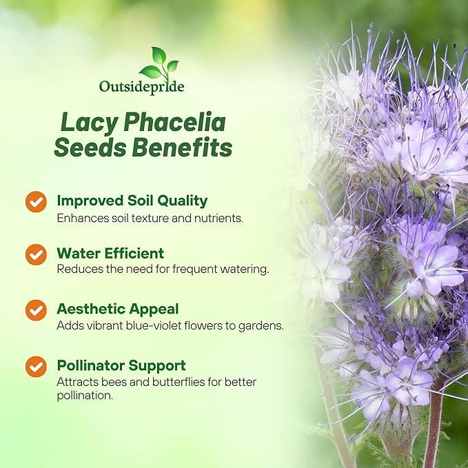 Outsidepride 5000 Seeds Annual Lacy Phacelia Wild Flowers Seeds for Planting