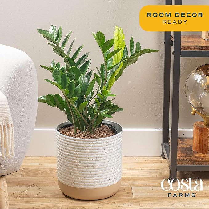 Costa Farms ZZ Plant, Live Indoor Houseplant in Modern Decor Planter, Natural Air Purifier in Potting Soil, Gift for Plant Lovers, Birthday Gift, Tabletop Living Room Decor, Desk Decor, 22-Inches Tall