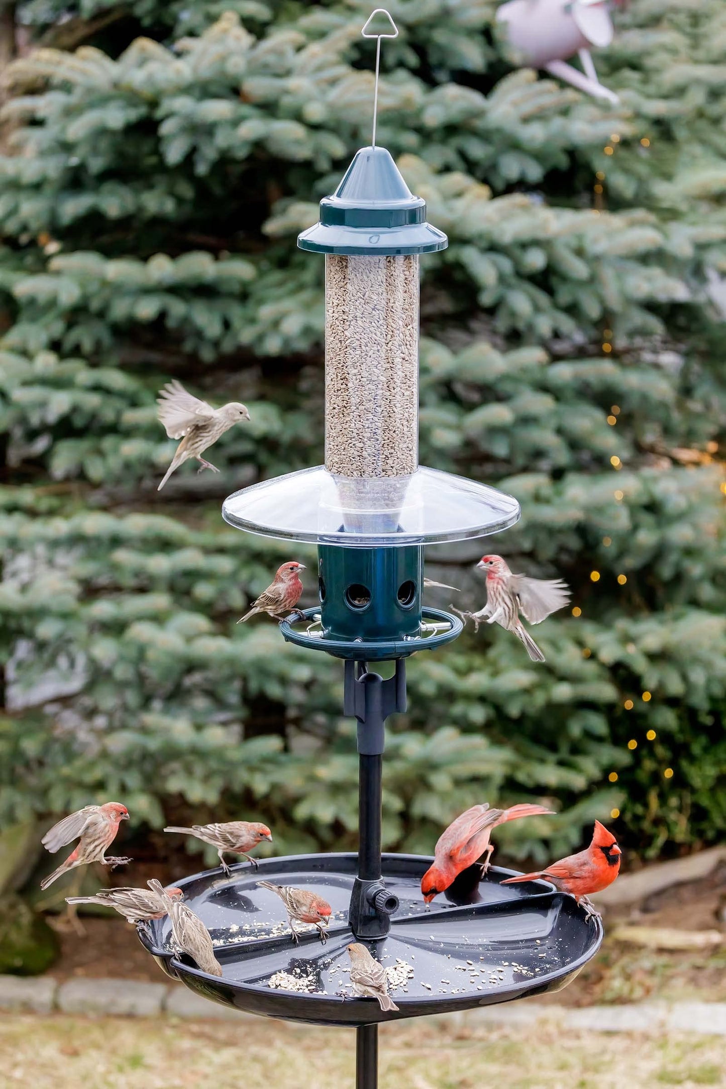 Squirrel Buster Plus Squirrel-proof Bird Feeder w/Cardinal Ring and 6 Feeding Ports, 5.1-pound Seed