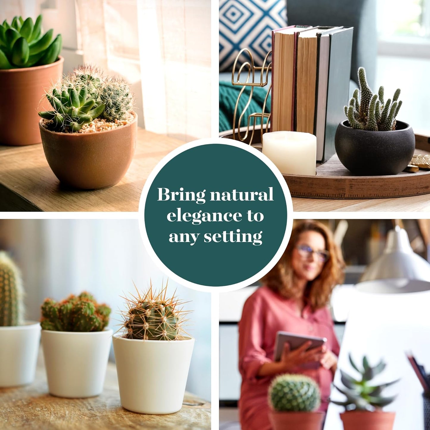 Shop Succulents Premium Live Mini Cactus Plants in Bulk 2" Pots, Easy Care Indoor or Outdoor Gardening, Terrariums, Favors, & Contemporary Spaces with Hardy, Resilient Varieties, Pack of 40