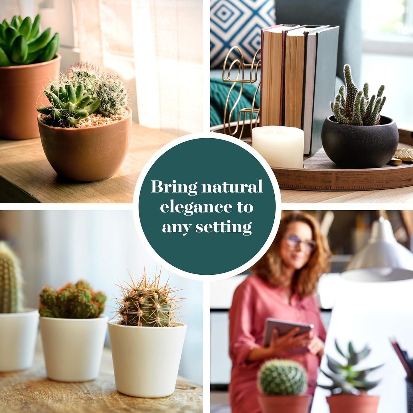 Shop Succulents Premium Live Mini Cactus Plants in Bulk 2" Pots, Easy Care Indoor or Outdoor Gardening, Terrariums, Favors, & Contemporary Spaces with Hardy, Resilient Varieties, Pack of 32