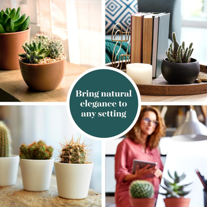 Shop Succulents Premium Live Mini Cactus Plants in Bulk 2" Pots, Easy Care Indoor or Outdoor Gardening, Terrariums, Favors, & Contemporary Spaces with Hardy, Resilient Varieties, Pack of 32