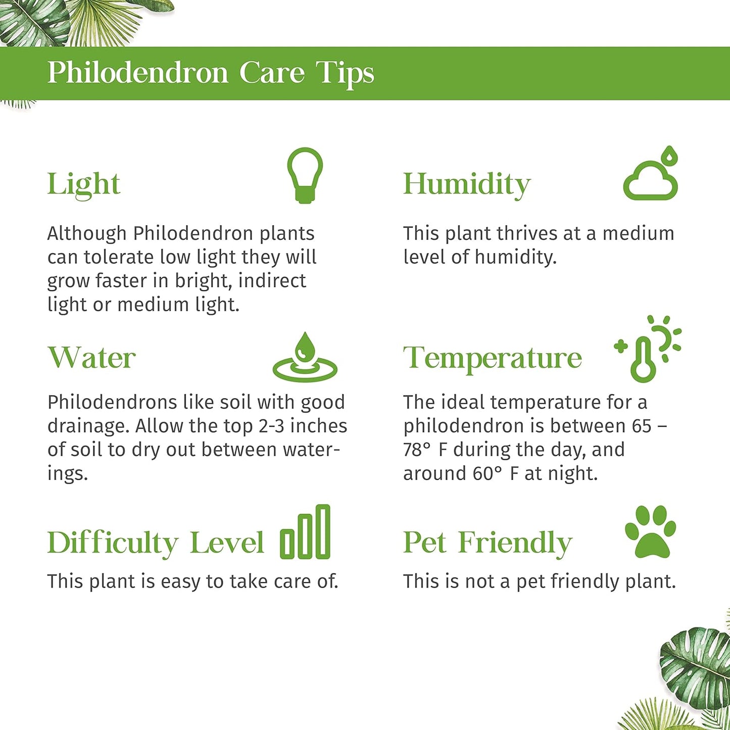 Philodendron Velvet Live Plant for Indoor | Different Houseplants in 4'' & 6'' Pot | Real House Plant for Living Room, Office, Desk & Bathroom | Micans | Heart-Leaf | hederaceum