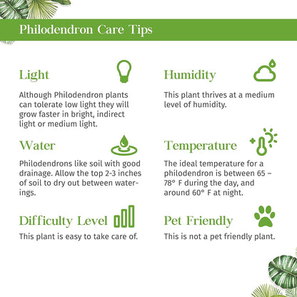 Philodendron Velvet Live Plant for Indoor | Different Houseplants in 4'' & 6'' Pot | Real House Plant for Living Room, Office, Desk & Bathroom | Micans | Heart-Leaf | hederaceum