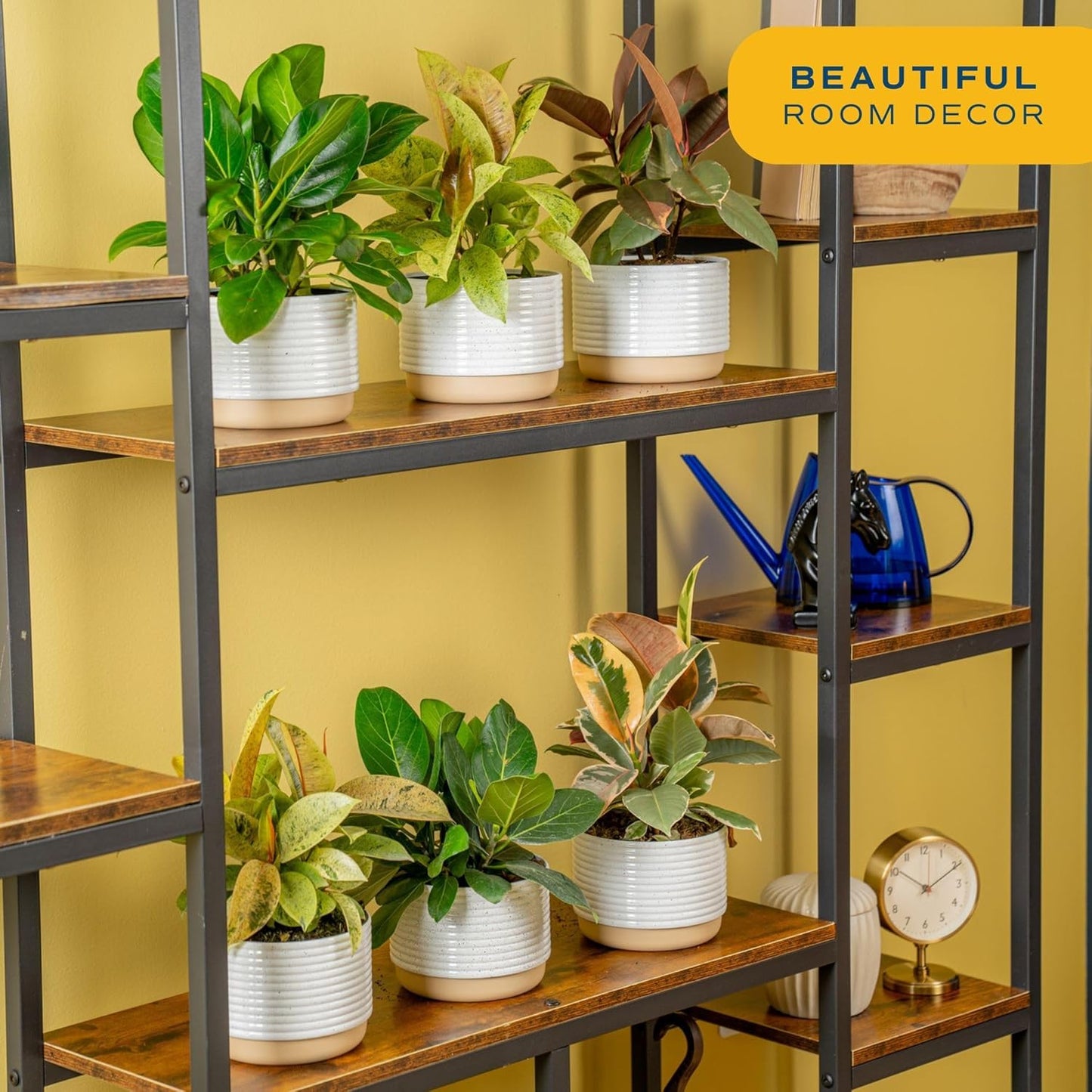 Costa Farms Ficus Audrey Live Plant in Decorative Pot, Indoor Houseplant, Perfect for Home, Room, or Office Decor, Great House Warming or Birthday Gift, 12-18 Inches Tall