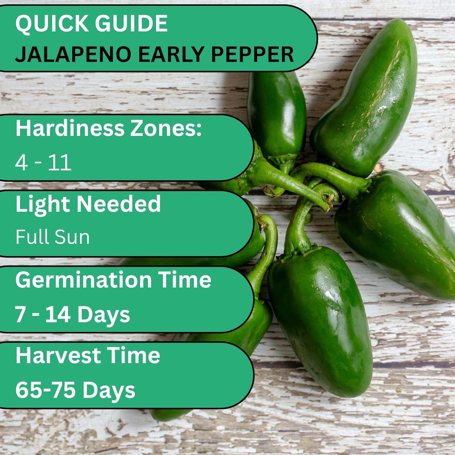 Woods Creek Seeds: Jalapeño Early Hot Pepper Seeds for Planting - Heirloom Non-GMO Jalapeno Seeds for Planting - Beginner Friendly Jalapeno Pepper Seed Pack for Indoor, Outdoor & Home Garden