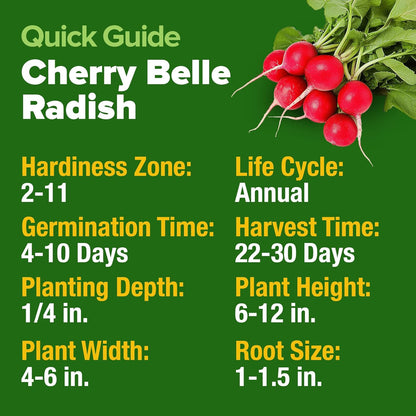 HOME GROWN 𝗨𝗦𝗔 𝗣𝗥𝗘𝗠𝗜𝗨𝗠 Cherry Belle Radish Seeds 800+ 𝗡𝗢𝗡-𝗚𝗠𝗢 Heirloom Vegetable Seeds for Planting Outdoors Harvest in 30 Days Red Radishes, Spring and Fall Gardens (Raphanus Sativus)
