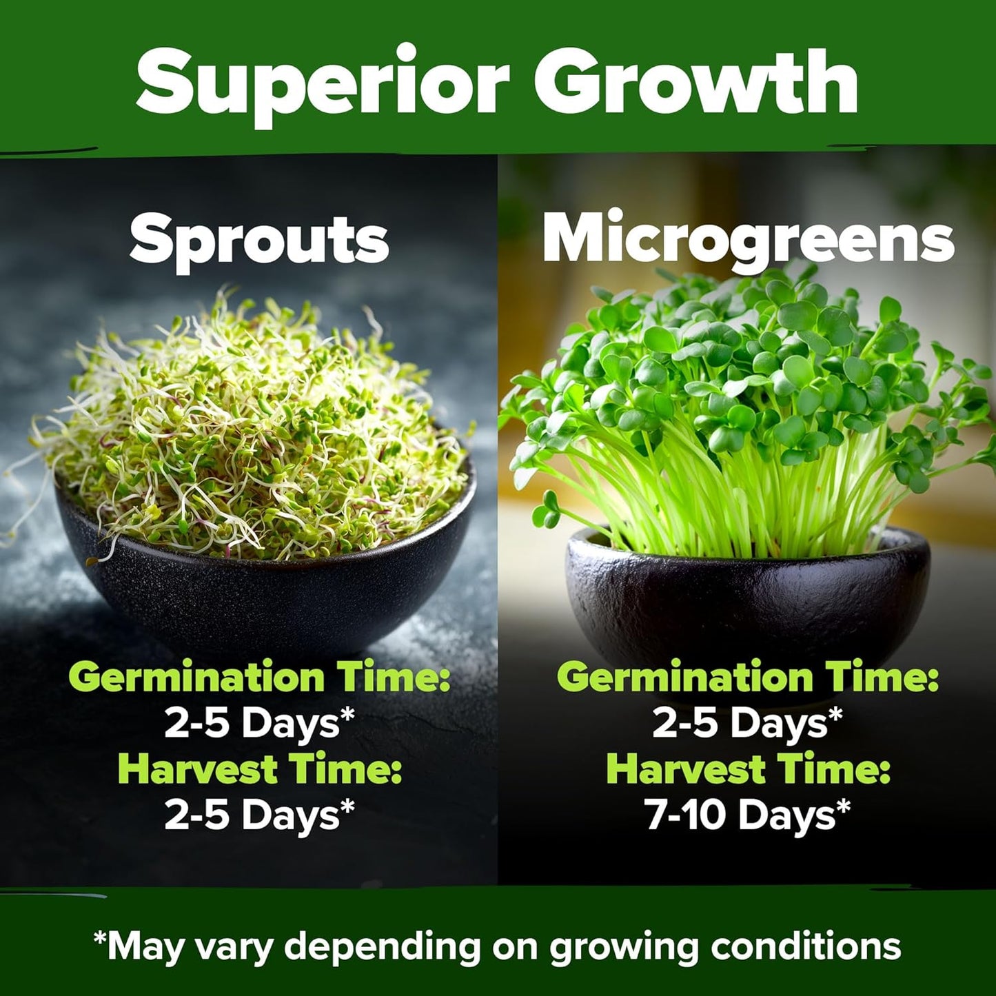 HOME GROWN Premium Sprouting Seeds Mix - Microgreens Seeds for Indoor Growing - Non-GMO Broccoli, Alfalfa, Radish, Clover Sprouts Seed - 16oz Resealable Pack for Healthy Salad & Juicing