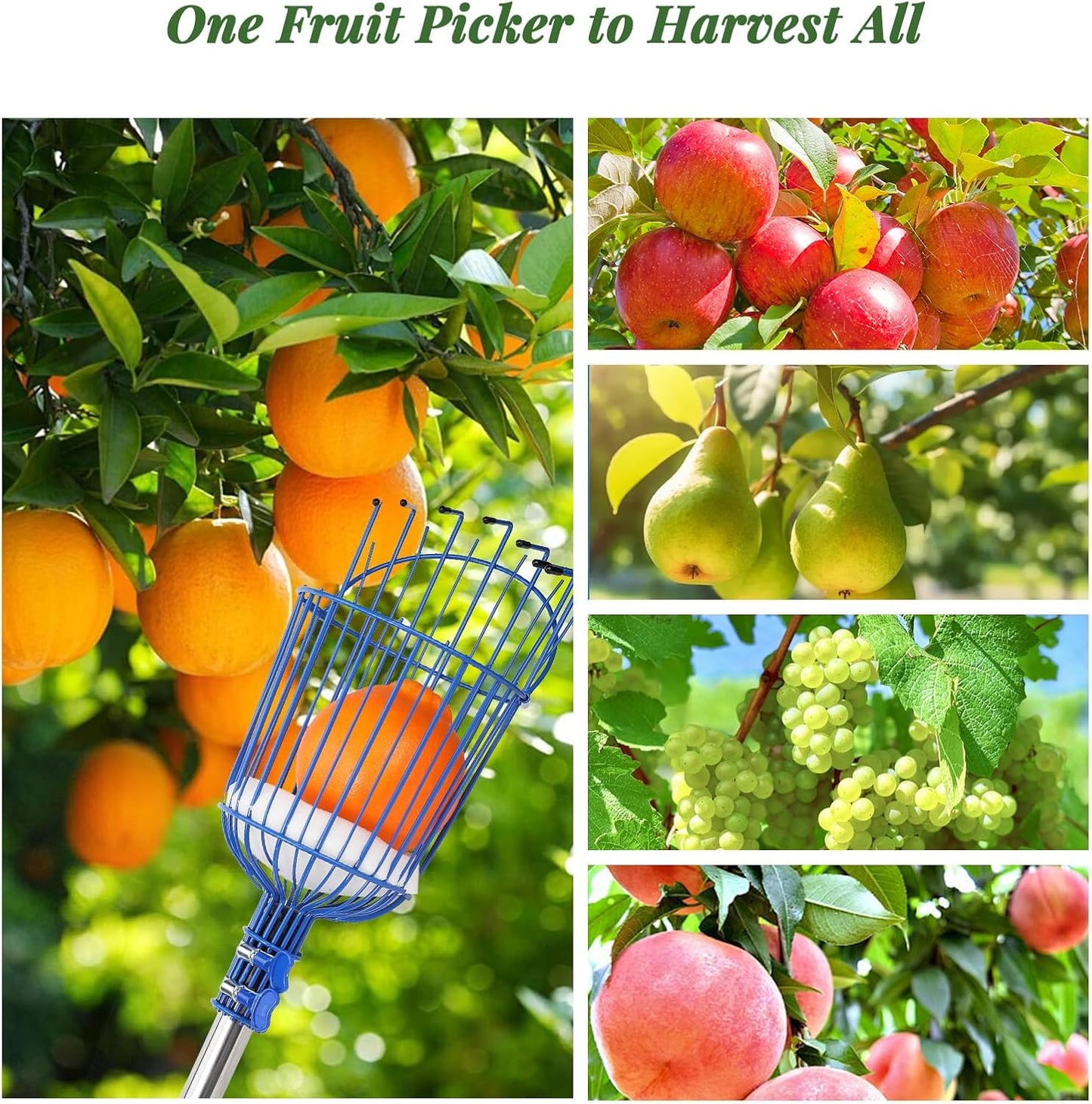 8FT Fruit Picker with Large Basket Telescoping Fruit Picker Pole Foam Padding Prevents Bruising Suitable for Apples Mangoes Pears Oranges Avocados, Blue (Pole Included)