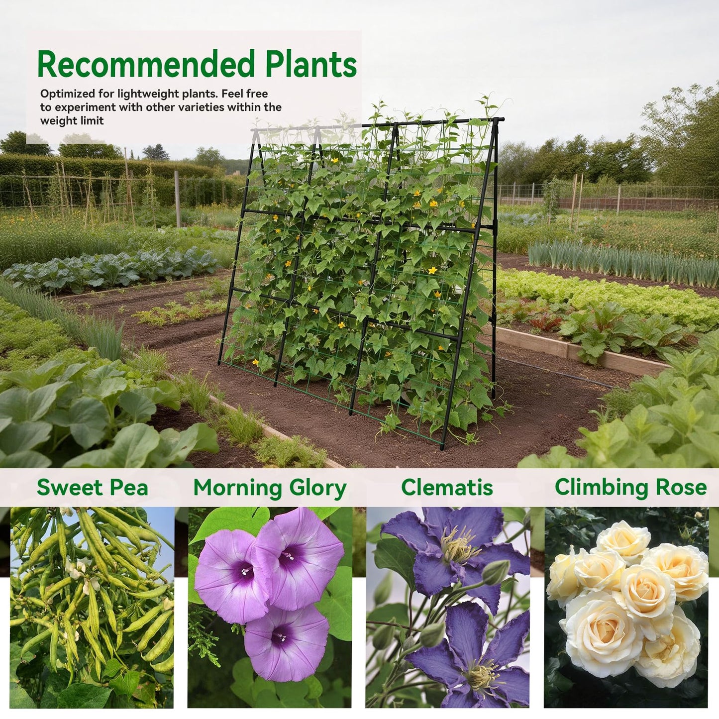 Trellume Cucumber Trellis - 49.4"*49.4" Metal Garden Trellis for Climbing Plants, Garden Trellis