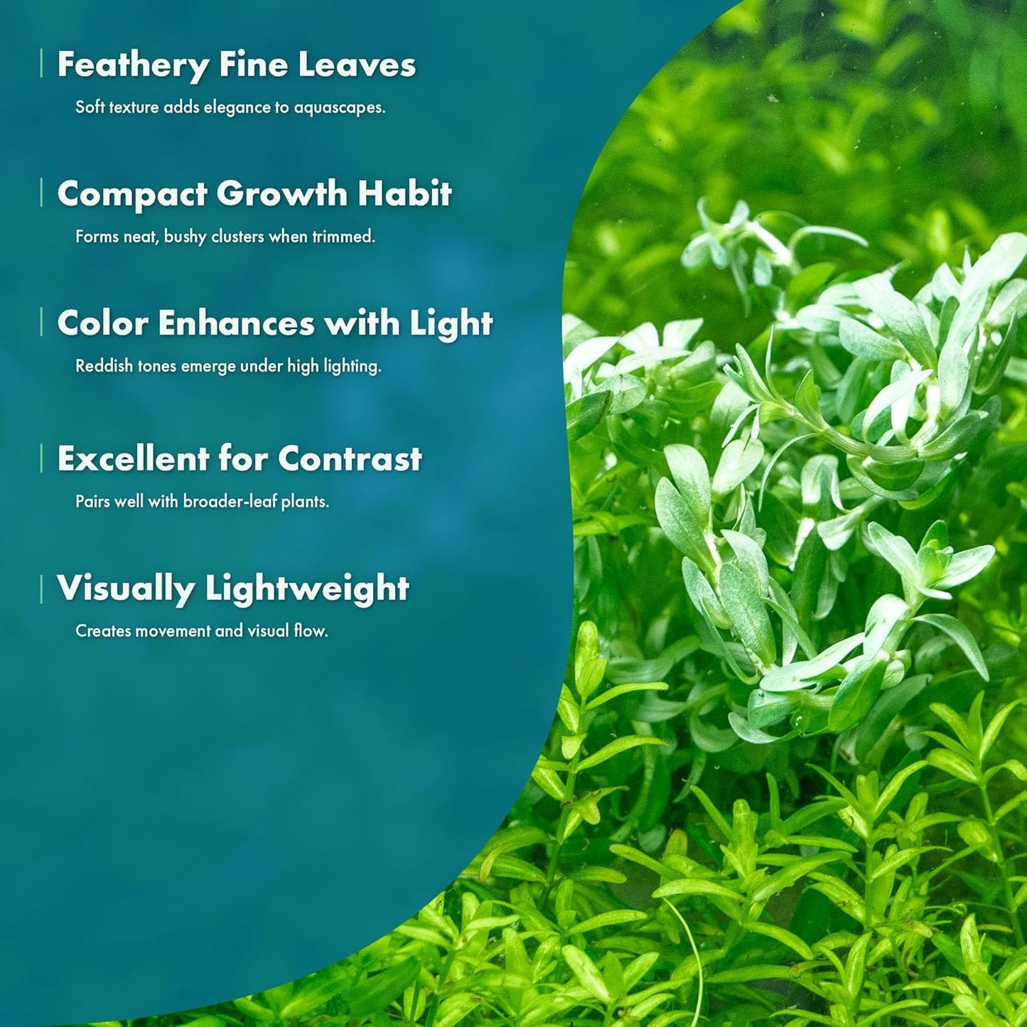 SubstrateSource Live Plants – Water Hedge (Didiplis Diandra) – High Light, Green with Red Tips, Midground to Background Accent – Lead Bunch, 1 Pack