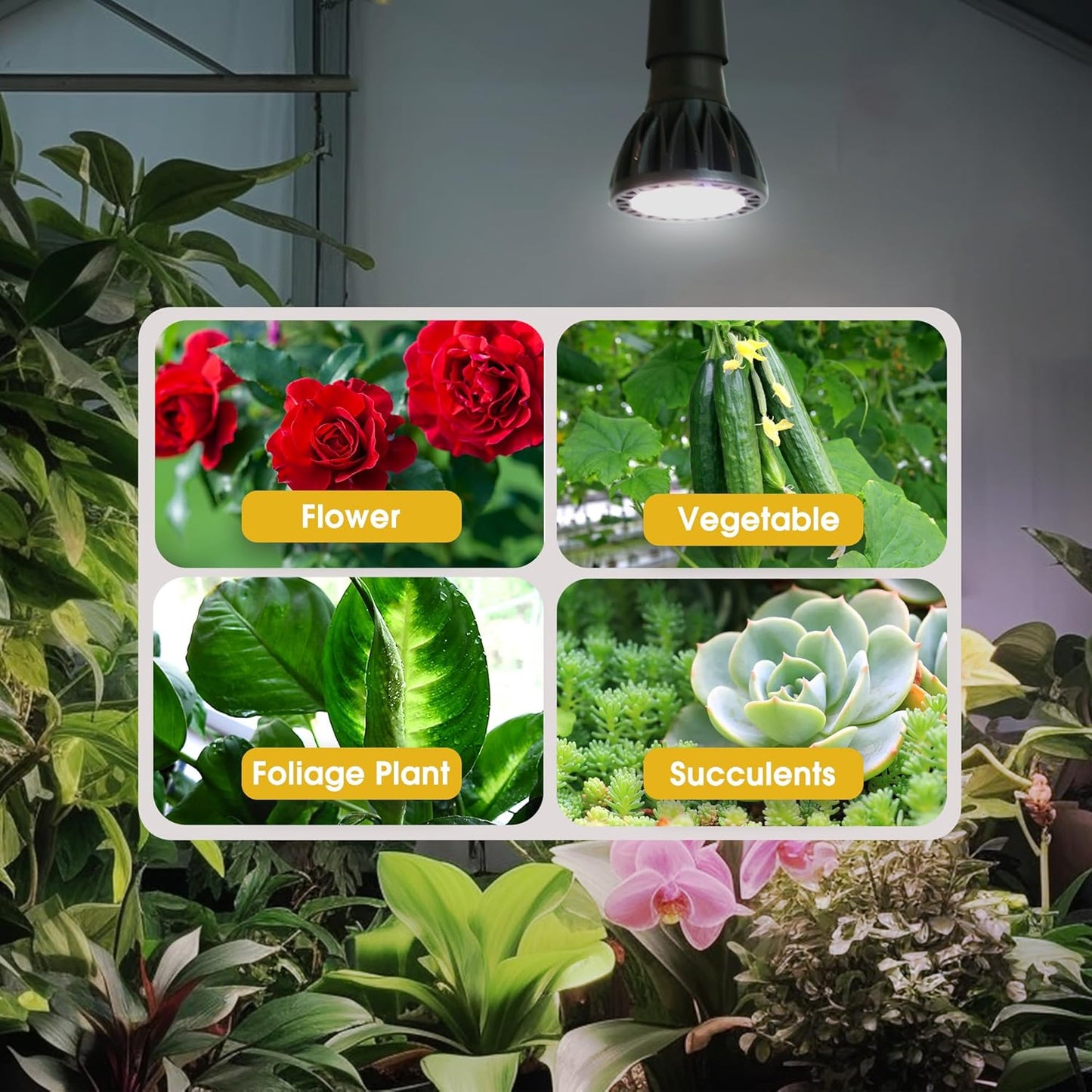 Briignite Grow Light Bulbs, 10W Plant Light Bulb, 150W Equivalent, High PPFD, PAR20 Full Spectrum Grow Bulb, E26 Base, LED Grow Lights for Indoor Plants, Seed Starting, 1 Pack