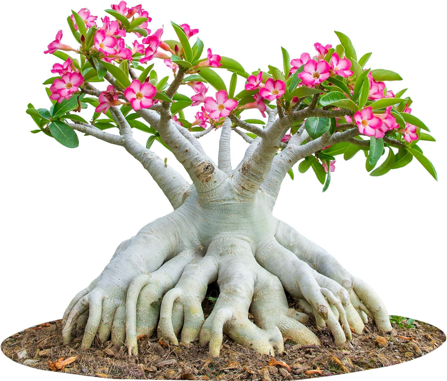 5 Desert Rose Seeds for Planting Mixed Color Ready to Grow Adenium Obesum Seeds Exotic Succulent Colorful Bonsai Plant Tropical Rose Flower Planting Non-GMO Heirloom