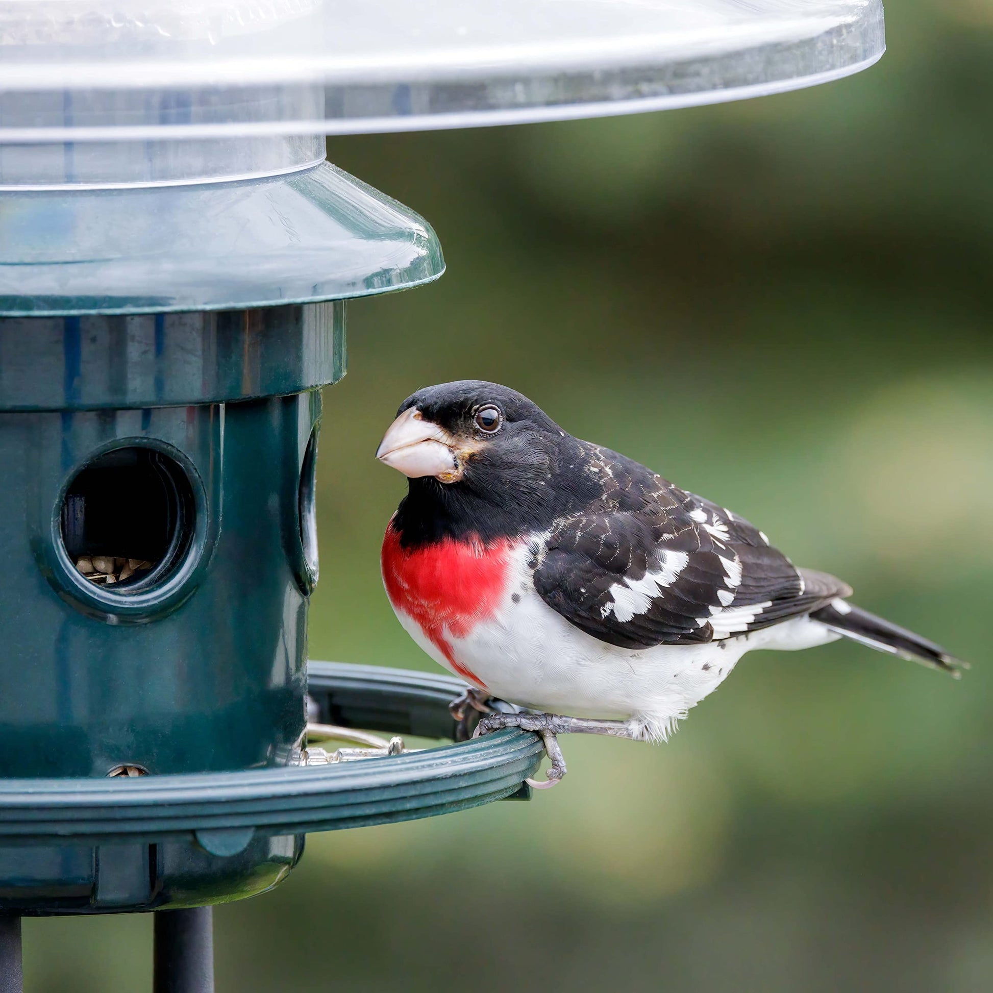 Squirrel Buster Plus Squirrel-proof Bird Feeder w/Cardinal Ring and 6 Feeding Ports, 5.1-pound Seed