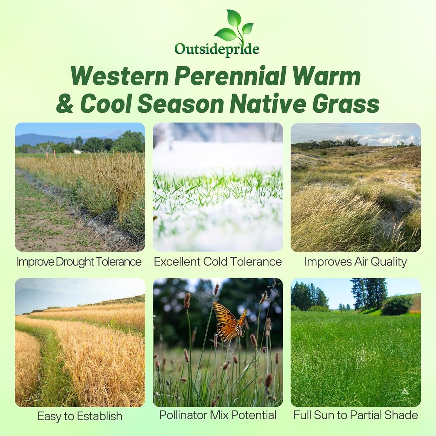 Outsidepride Western Native Grass Seed Mix - 1 lb. Perennial Blend of Warm & Cool Season, Drought Tolerant Grass Seed for Natural Landscaping w/Wildflower, Soil Health Improvement & Erosion Control
