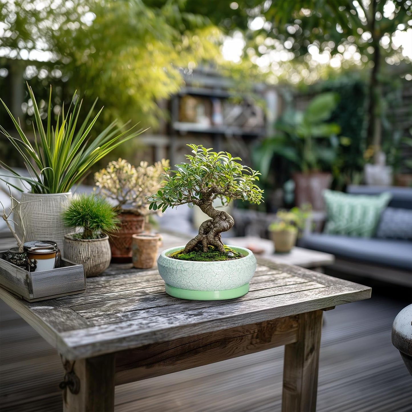 Succulent Pot 6 Inch - Ceramic Bonsai Pots Indoor Outdoor, Shallow Plant Pots with Drainage Hole and Saucer, Small Bonsai Planter, Round Bowl Planter, Desk Decor, Housewarming Gifts, Green