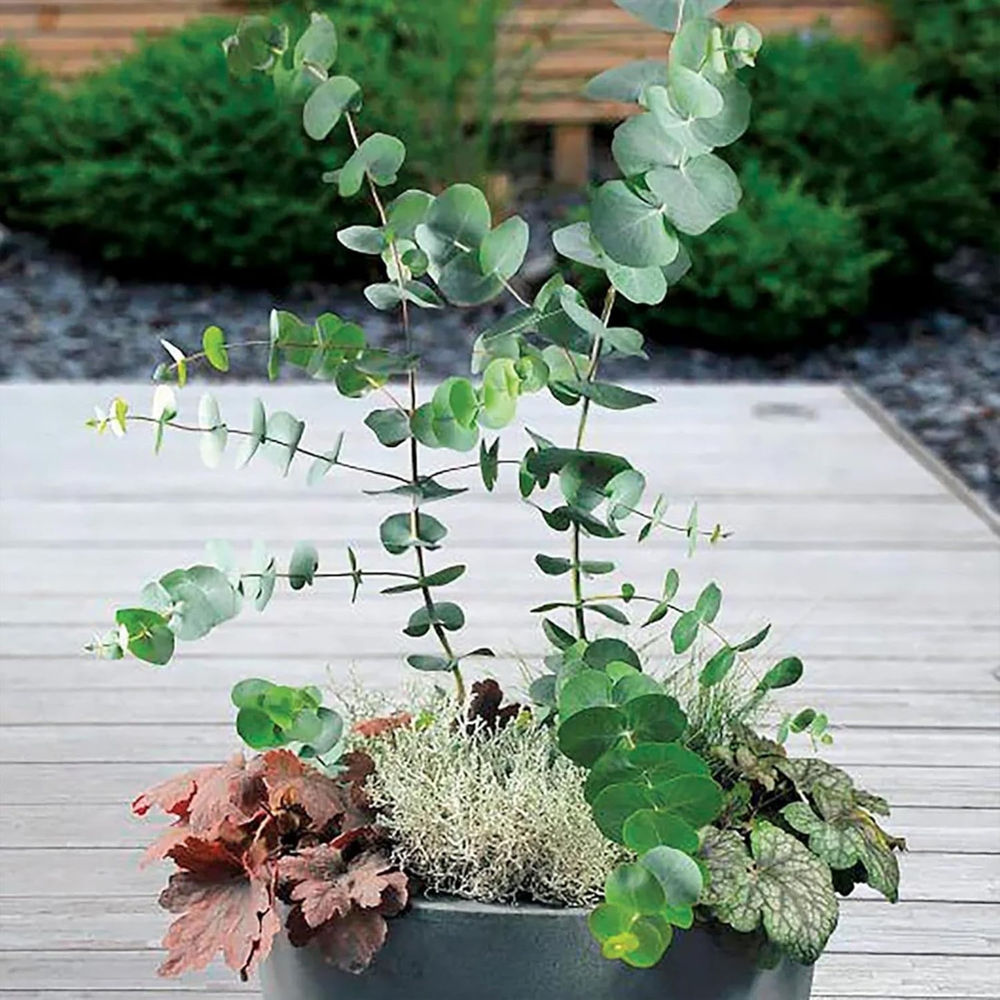 Park Seed Grow Your Own Eucalyptus Seeds Plant, Perfect for Indoor Growing and Spring Garden, Baby Blue Bouquet, Pack of 25