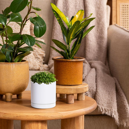 D'vine Dev 3.5 Inch Ceramic Planter Pot with Drainage Hole and Saucer, Indoor Cylinder Round Planter Pot, White, 94-O-A-1