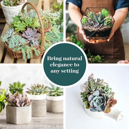 Shop Succulents Pastel Succulent Plant Pack Bulk Collection - Live Mini Succulent Plants, Low Maintenance, Bright & Serene Colors & Textures - Wedding and Party Favors, Gift & Garden, Pack of 64