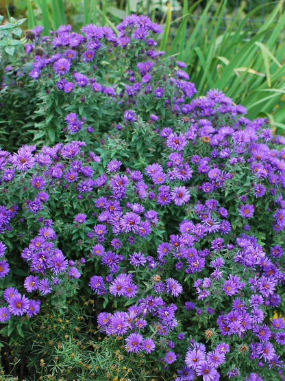 Perennial Farm Aster Novae-Angliae 'Purple Dome' – Live Dwarf New England Perennial in #1 Container, Compact Habit with Violet-Purple Blooms, Late Season, Pollinator Friendly, Ideal for Borders & Beds