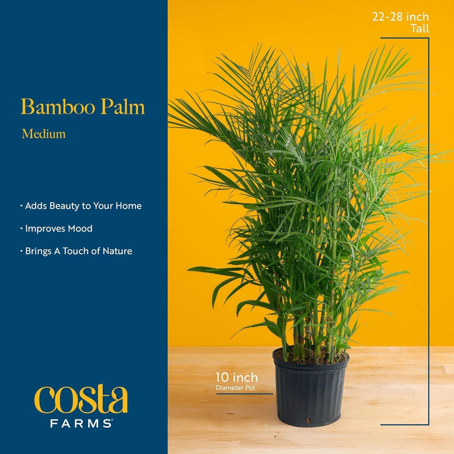 Costa Farms Bamboo Palm Live Plant in Decorative Pot, Air Purifying Large Indoor Houseplant, Perfect for Home, Room, or Office Decor, Great House Warming or Birthday Gift, 3-4 Feet Tall