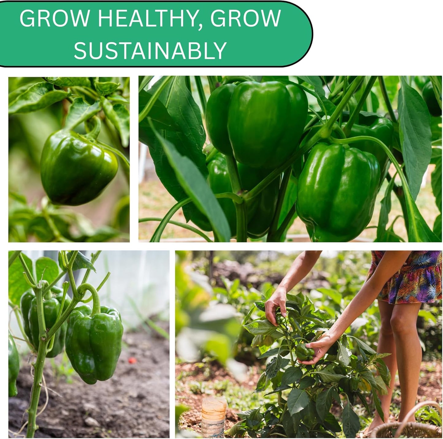 Woods Creek Seeds: Cal Wonder 300 TMR Sweet Pepper Seeds for Planting - Over 250 Heirloom Non-GMO California Wonder Bell Pepper Seeds for Planting Outdoors or Indoors for Home Plant Gardens