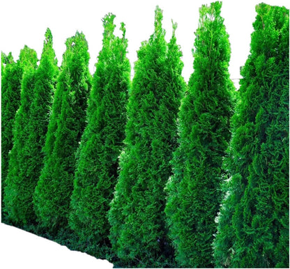 Four Pack of Emerald Arborvitaes - Evergreen Privacy Hedge - 4 Live Plants Shipped 1 to 2 Feet Tall by DAS Farms (No California)
