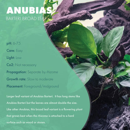 SubstrateSource Anubias Live Aquarium Plants - Potted Freshwater Plant for Fish Tanks, Terrariums - Beginner Friendly Low Light (Barteri Broad Leaf, 1 Pot)