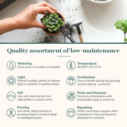 Shop Succulents | Verde Collection | Assortment of Hand Selected, Fully Rooted Live Indoor Green Succulent Plants, 12-Pack