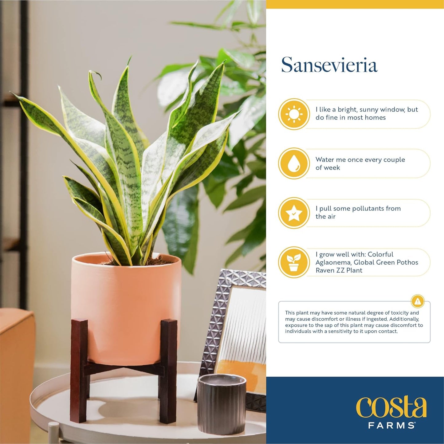 Costa Farms Snake Plant, Live Indoor Sansevieria Plant, Easy to Grow Succulent Houseplant Potted in Indoor Plant Pot, Potting Soil Mix, Home and Room Decor, Fits Shelves, Tabletops, 8-Inches Tall