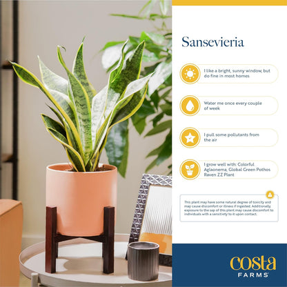 Costa Farms Snake Plant, Live Indoor Sansevieria Plant, Easy to Grow Succulent Houseplant Potted in Indoor Plant Pot, Potting Soil Mix, Home and Room Decor, Fits Shelves, Tabletops, 8-Inches Tall