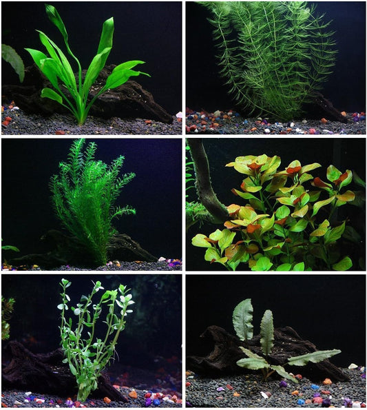 24 Plants Bundle / 6 Species Live Aquarium Plants Package - Microsorum, Amazon Sword, Anubias