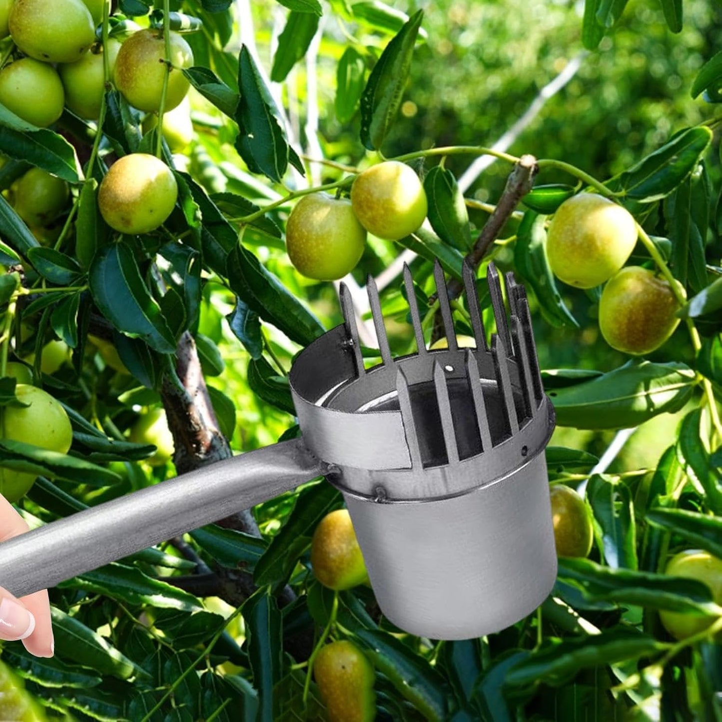 Fruit Picker Gardening Equipment Galvanized Iron Sturdy Easy to Use Portable Picking Tool Manual Agricultural Tool