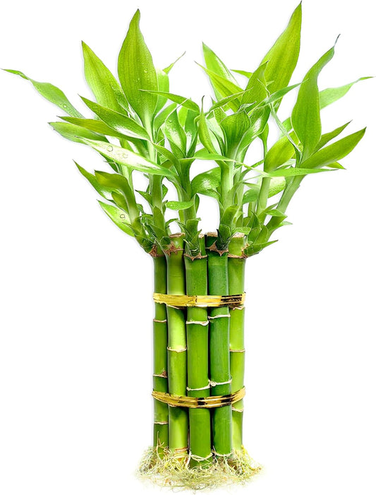 Lucky Bamboo Plants Live Indoor (10 Stalks, 8 Inch) - Fresh House Plants for Office Desk, Home