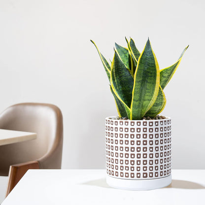 D'vine Dev Set of 2 Ceramic Planter Pots with Drainage Hole and Saucer, 6 Inch Plant Pots for Plants Indoor Houseplants, White, 99-Z-A-1-Y