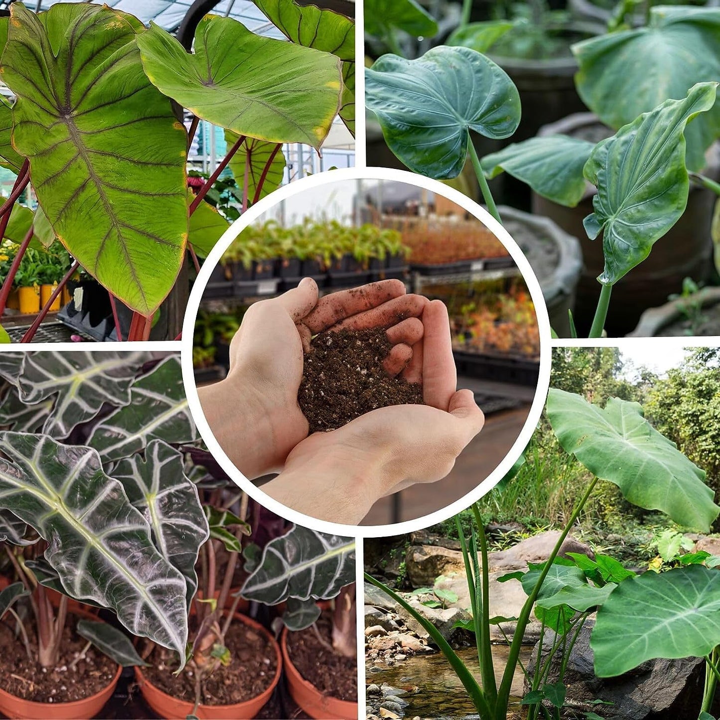 Elevate Your Space with Gardenera's Organic Potting Mix - Tailored for Vibrant Alocasia Plants & Majestic Leaves - 2 QT