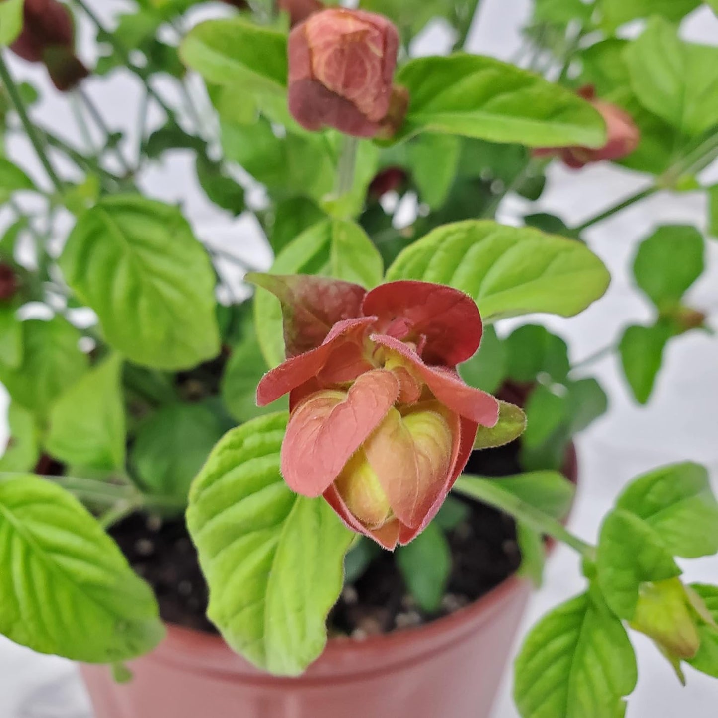 Shrimp Plants (Bush)
