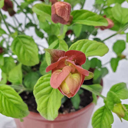 Shrimp Plants (Bush)