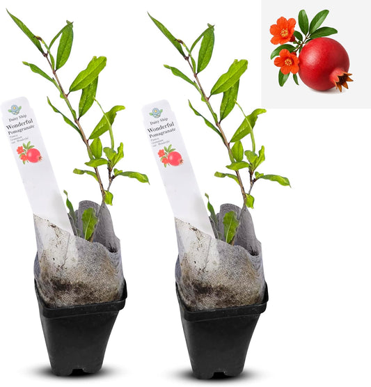 Live Pomegranate 'Wonderful' Plants (Punica Granatum 'Wonderful') - Fruit-Bearing
