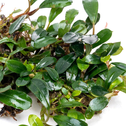 SubstrateSource Bucephalandra Black Tears Live Aquarium Plant - Natural Freshwater Fish Tank Decorations, Aquatic Décor - Small Clump (3-5 Plants)